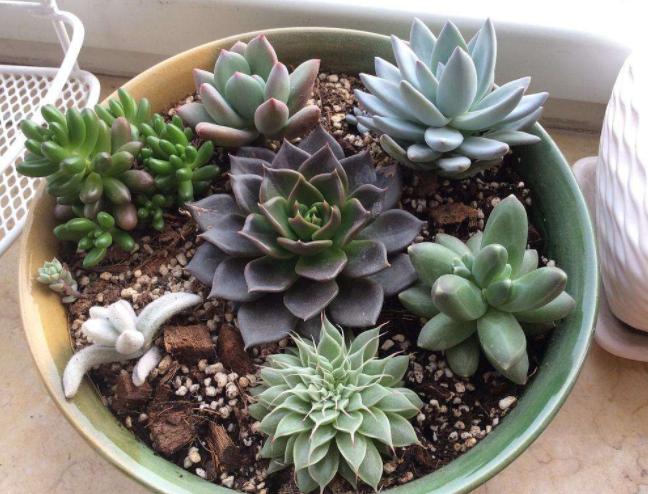 多肉黑王子老桩,黑王子多肉老桩