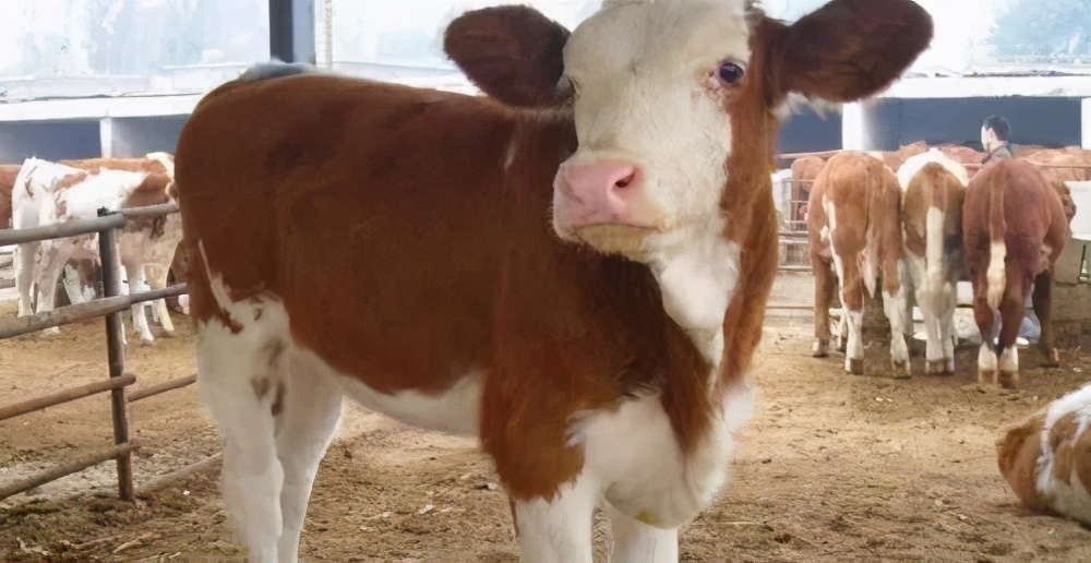 预防牛犊拉稀用什么药,新生牛犊拉稀带绿的正常吗
