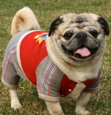 新手养巴哥犬需要注意什么,巴哥犬饲养注意事项大全图片