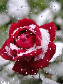 水中花郁可唯简谱动态谱,动态水中花歌词壁纸