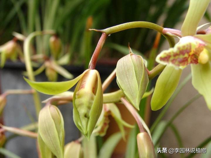 国兰第一红兰花养殖方法,中国兰花栽培与鉴赏国兰之美