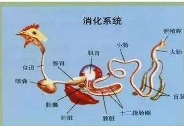 鸡病根源,鸡病难题