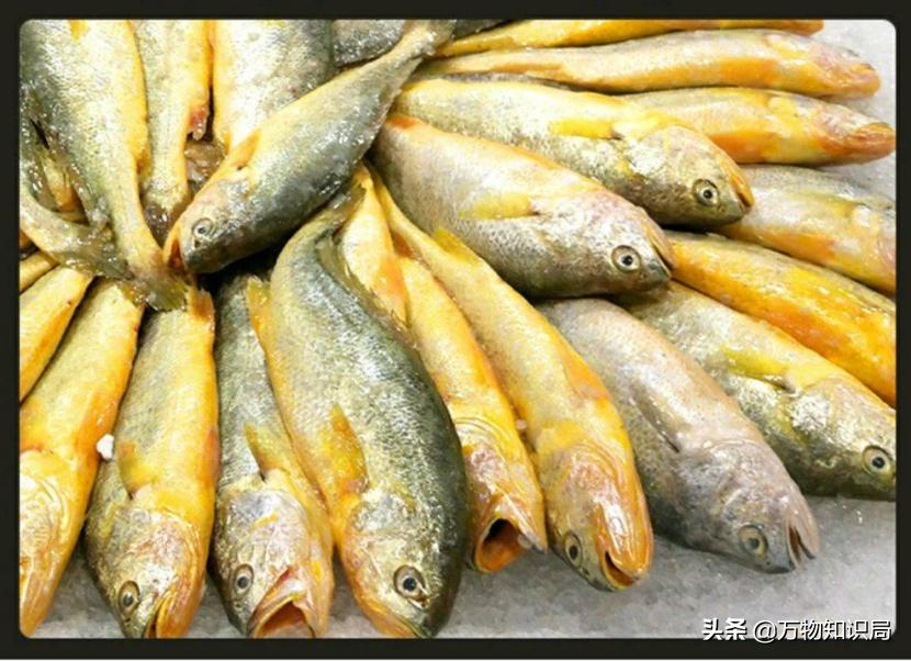 从喂鸡喂鸭到一条11万,我国狠心流放30年,为何还救不起一条鱼?