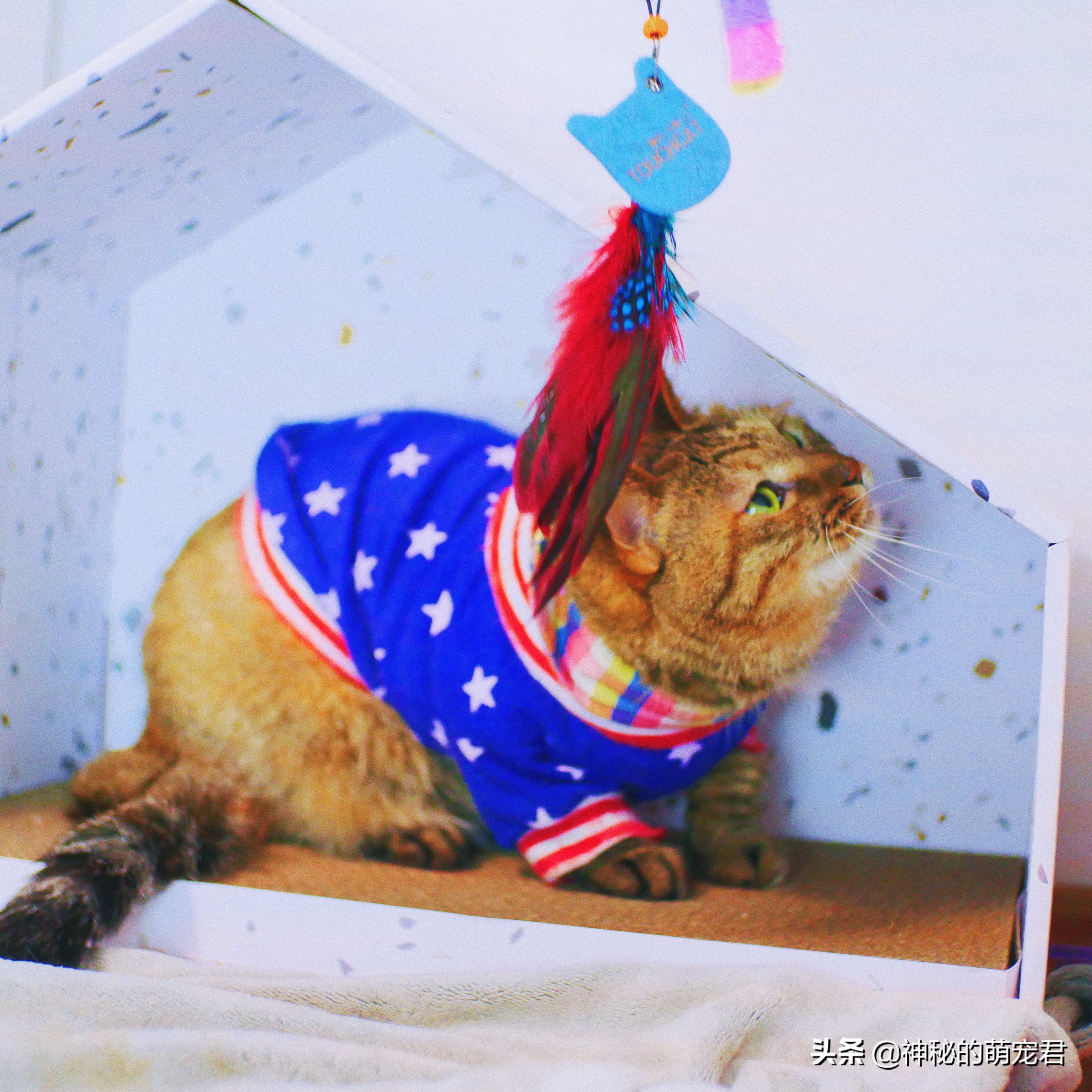 什么逗猫棒猫咪会玩,怎么做猫咪玩的逗猫棒