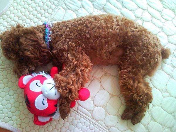 泰迪可以上床睡觉吗,泰迪要上床睡怎么办