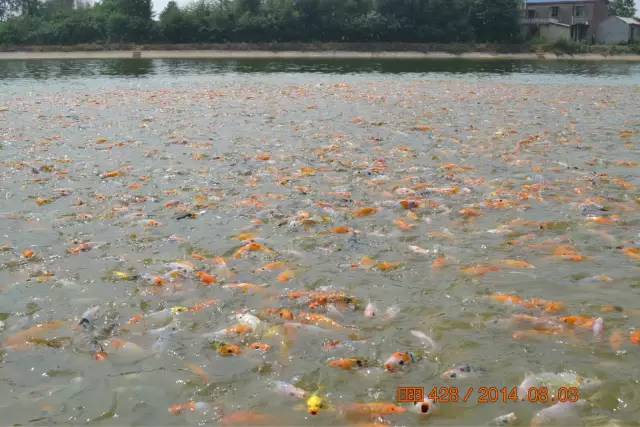 湖南最好的锦鲤养殖基地,湘潭锦鲤养殖