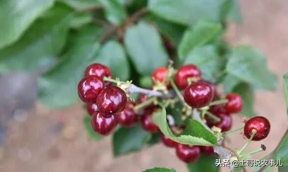 樱桃品种比较甜的品种有哪些,比较少见超甜樱桃品种