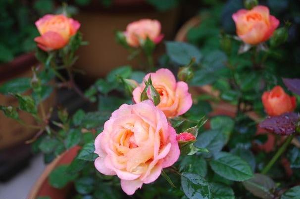 盆栽月季花,4个最简单“方法”,花量多一倍,花期长,花香浓郁