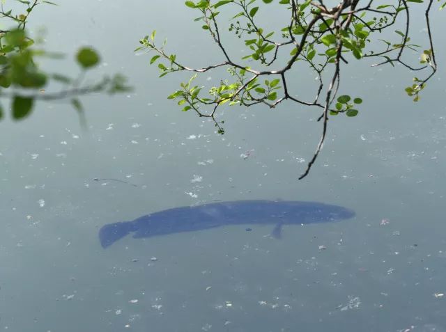 黑鱼基本都在哪,关于黑鱼的深度解析