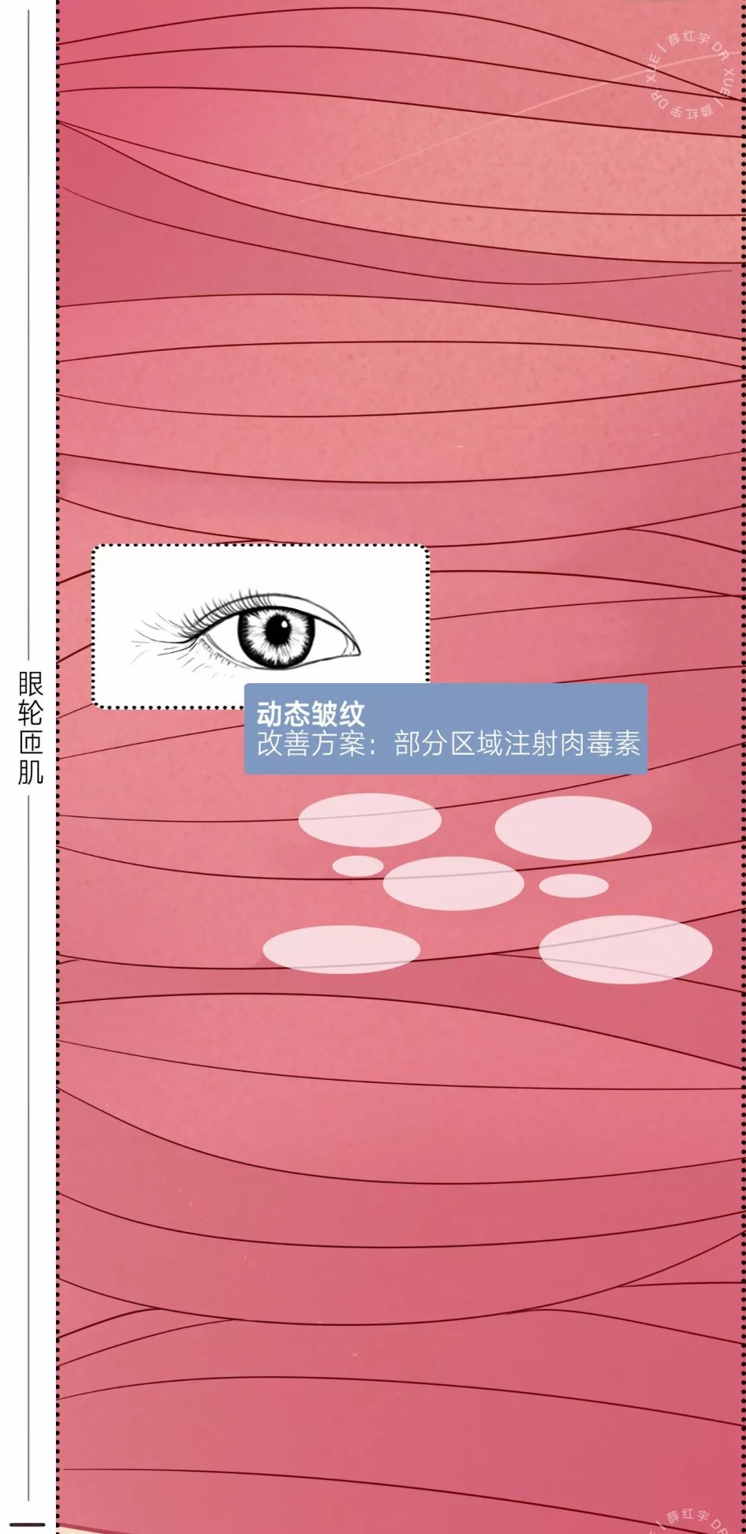 眼睛种类图解漫画,漫画眼睛的几种形态