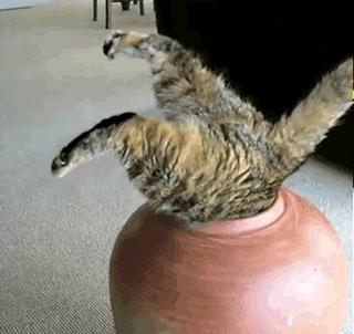 猫能被东西卡住动不了吗,猫好像被什么东西卡住一样