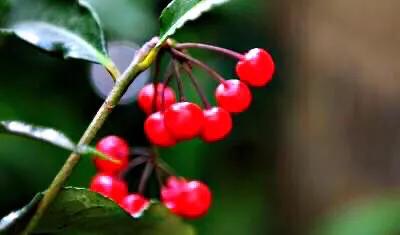 红豆是种子吗还是果实,红豆相思豆长什么样