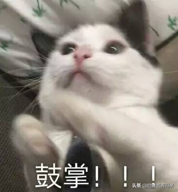 猫咪闭尿十有八九，如此常见的疾病，竟然和宠物情绪有关？