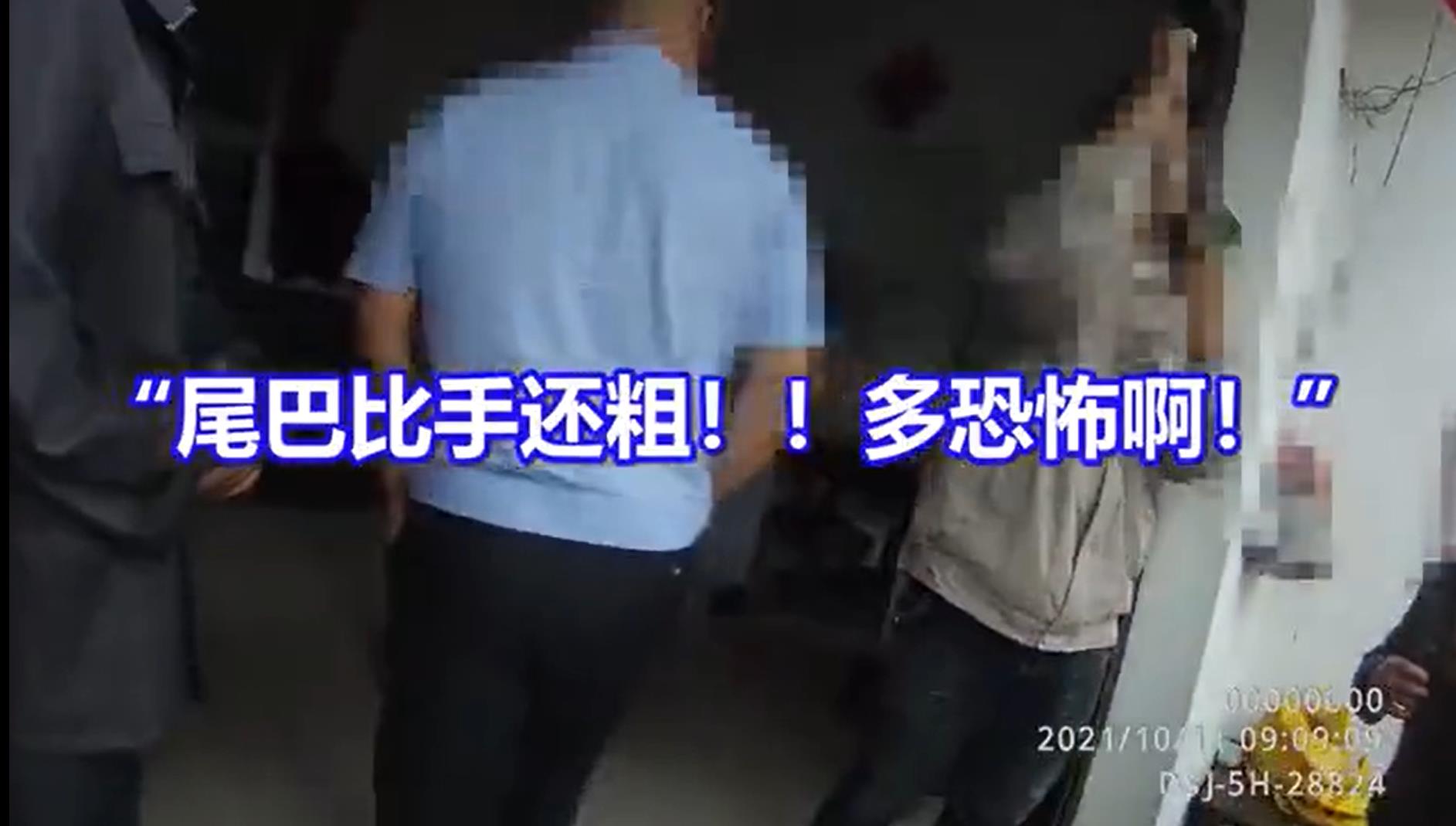 蛇吃老鼠被打死,大蛇掉进老鼠窝里被活活咬死