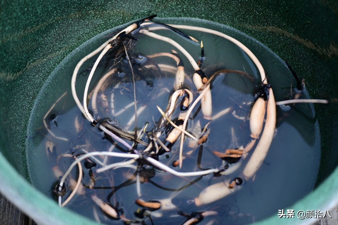 碗莲种藕生长到开花全过程,碗莲种植方法和时间图片