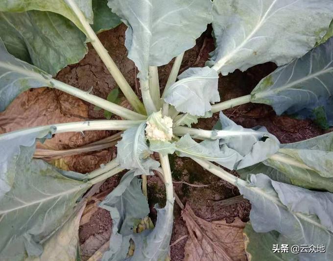 花椰菜病害绿色防控,花椰菜细菌软腐病用什么药最好