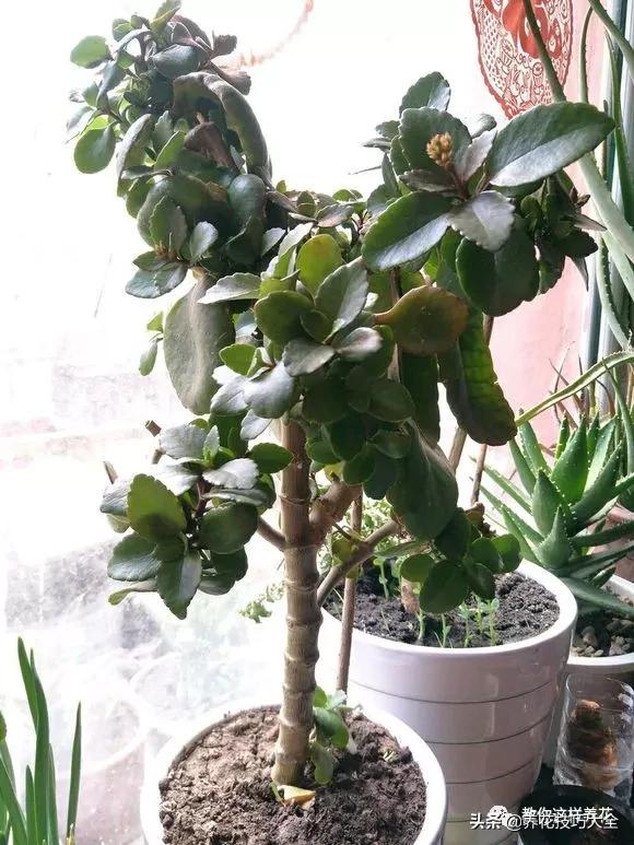 长寿花很多枝头怎么修剪变成老桩,长寿花2年了枝干长成老桩了