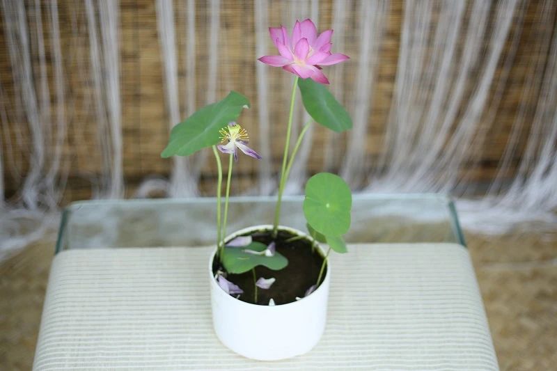 碗莲莲子种植方法全过程,用莲子种植碗莲