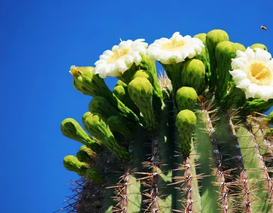 世界各国国花有哪些,各国的市花和国花有什么