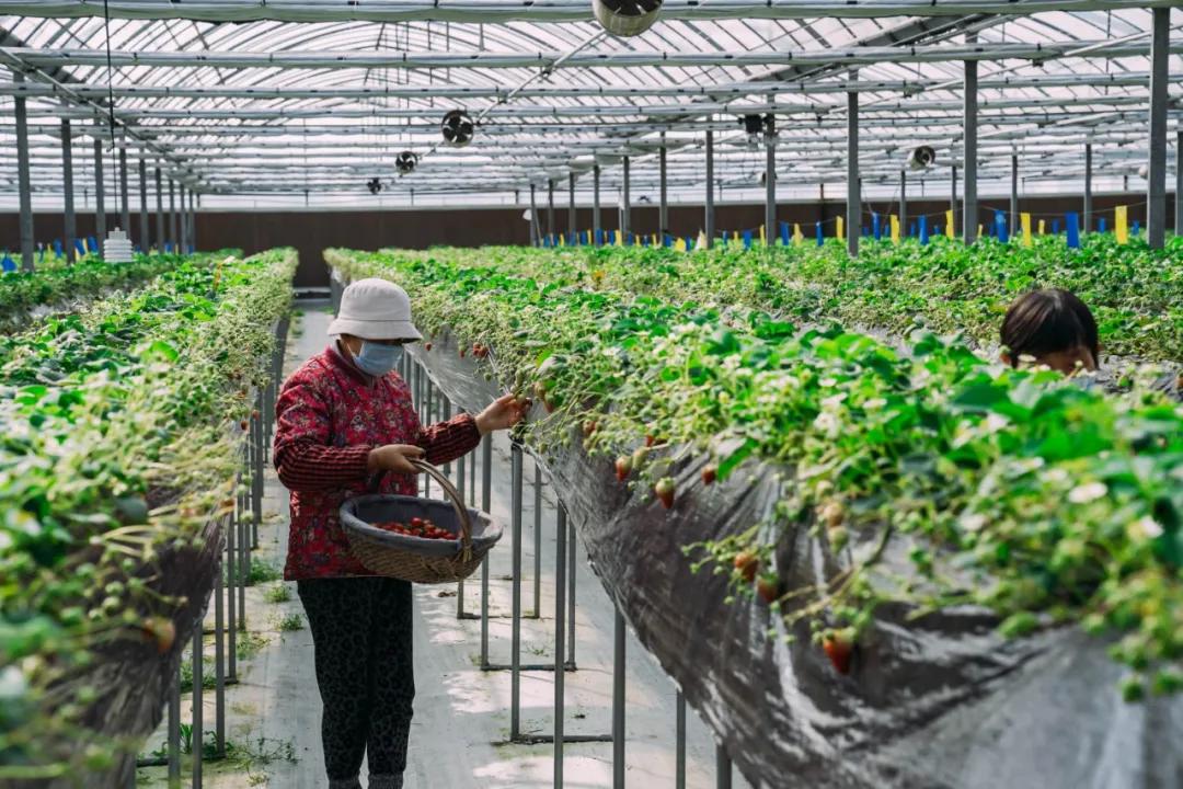 疫情期间草莓怎么买,疫情之下买什么东西