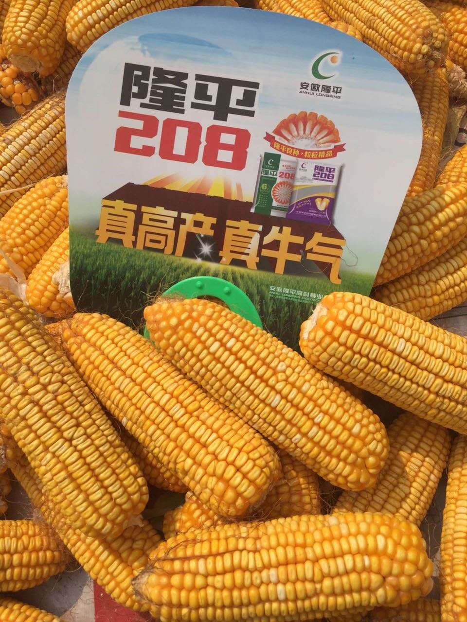 隆平208产量顶呱呱,隆平208玉米品种株高