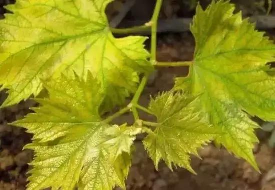 刚长出葡萄叶片发黄褐色斑点,葡萄叶片发黄可以用磷酸二氢钾吗