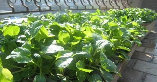 涓喍浜戝鐙爧,涓喍浜戠瓚鍒