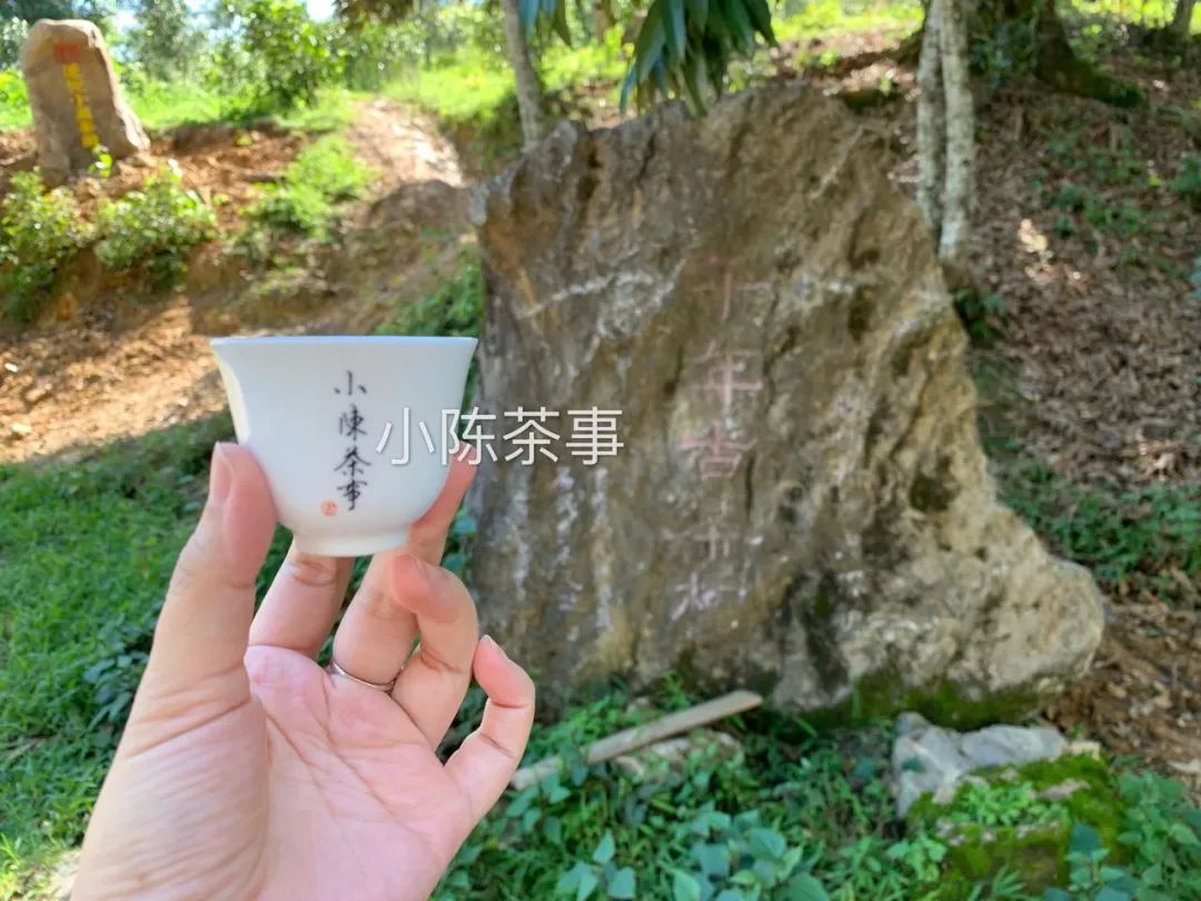 普洱茶古树茶小众山头,普洱茶古树茶与台地茶的区别在哪