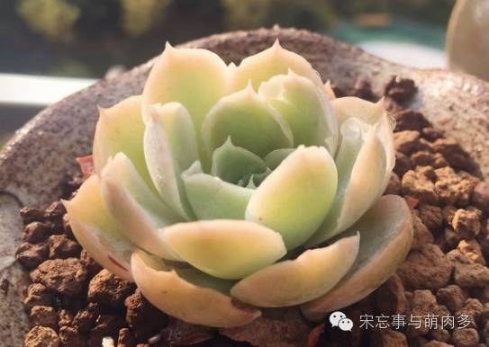多肉月影系有哪些品种,月影系多肉品种大全