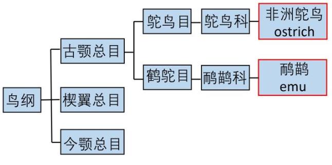 鸸鹋和鸵鸟区别,鸵鸟和鸸鹋有什么区别
