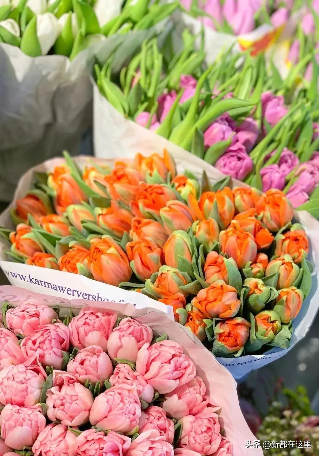 三圣花卉市场正规吗,三圣乡花卉市场今日现状