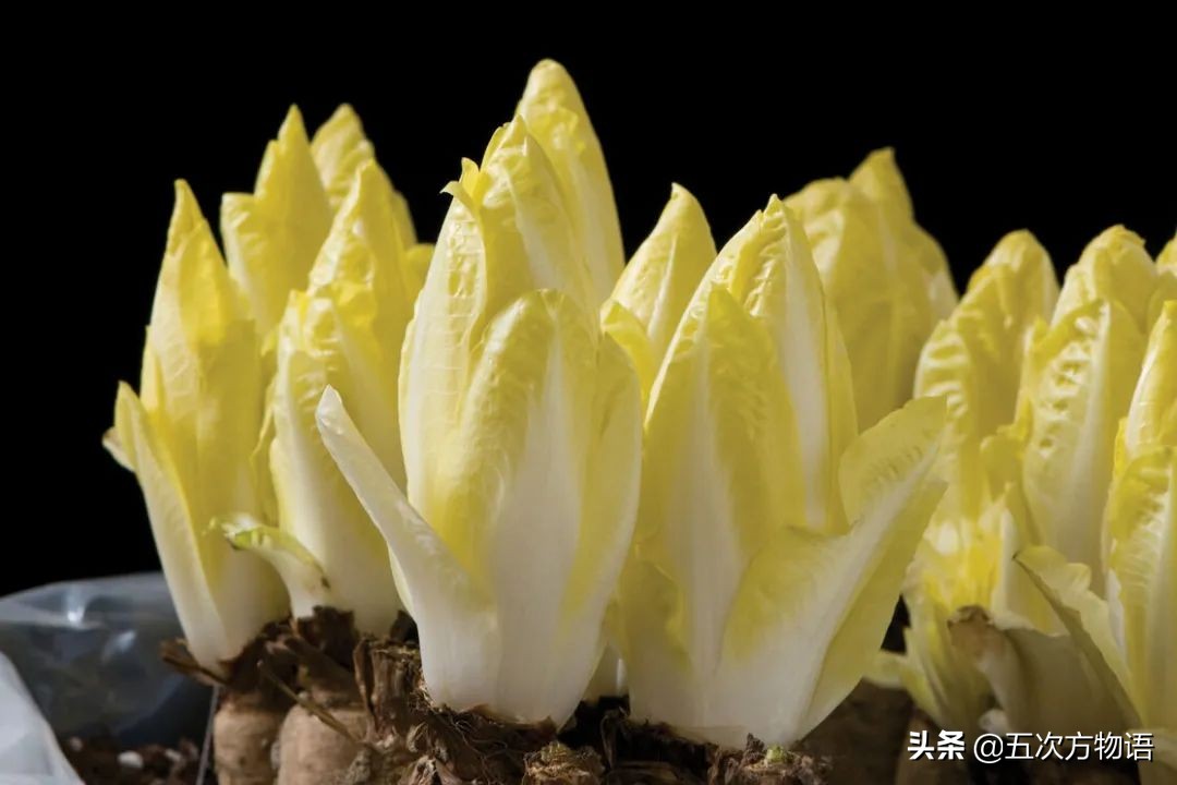 欧洲十大奇怪蔬菜 (欧洲冷门蔬菜)