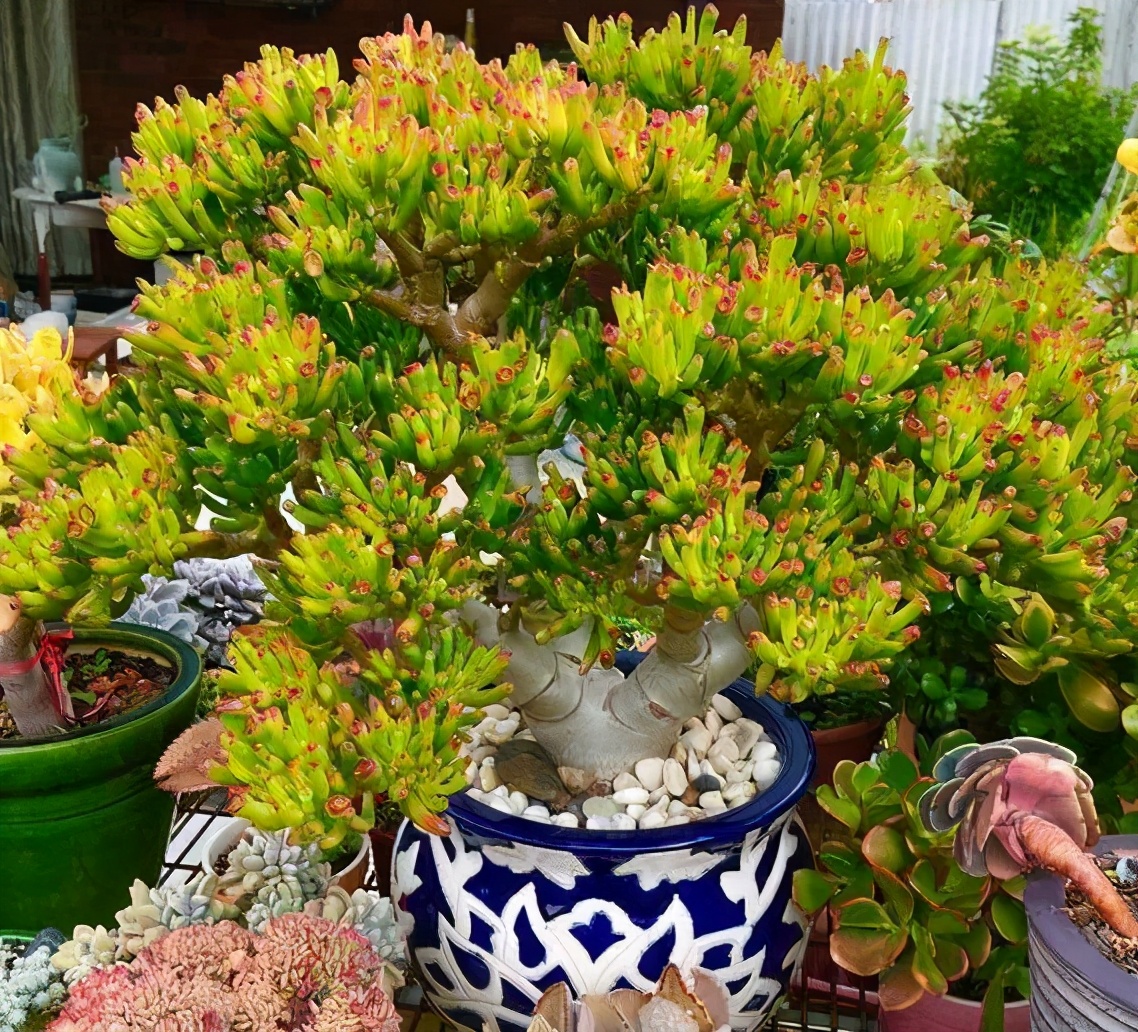 常见的五种最丑的花,最好养的丑花排名