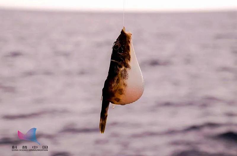 这种鱼千万别吃内含一级致癌物,这种鱼已被列为一类致癌物