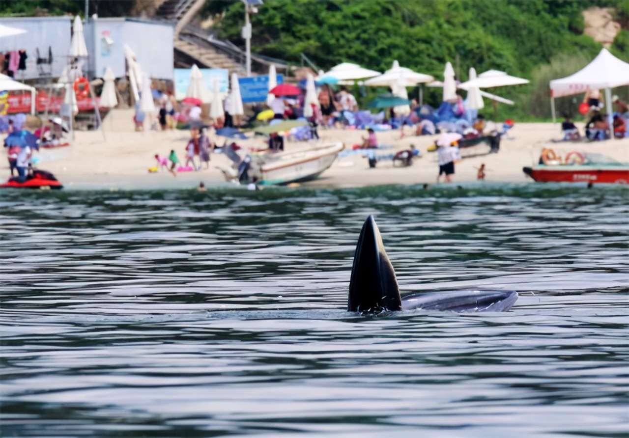 独家|“鲸喜”之后,风险何在?深晚记者带你走近“小布”