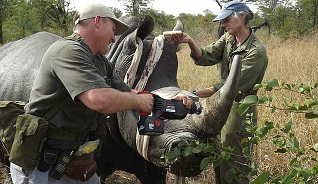 犀牛角为什么要提前锯掉,为什么要把犀牛角割下来