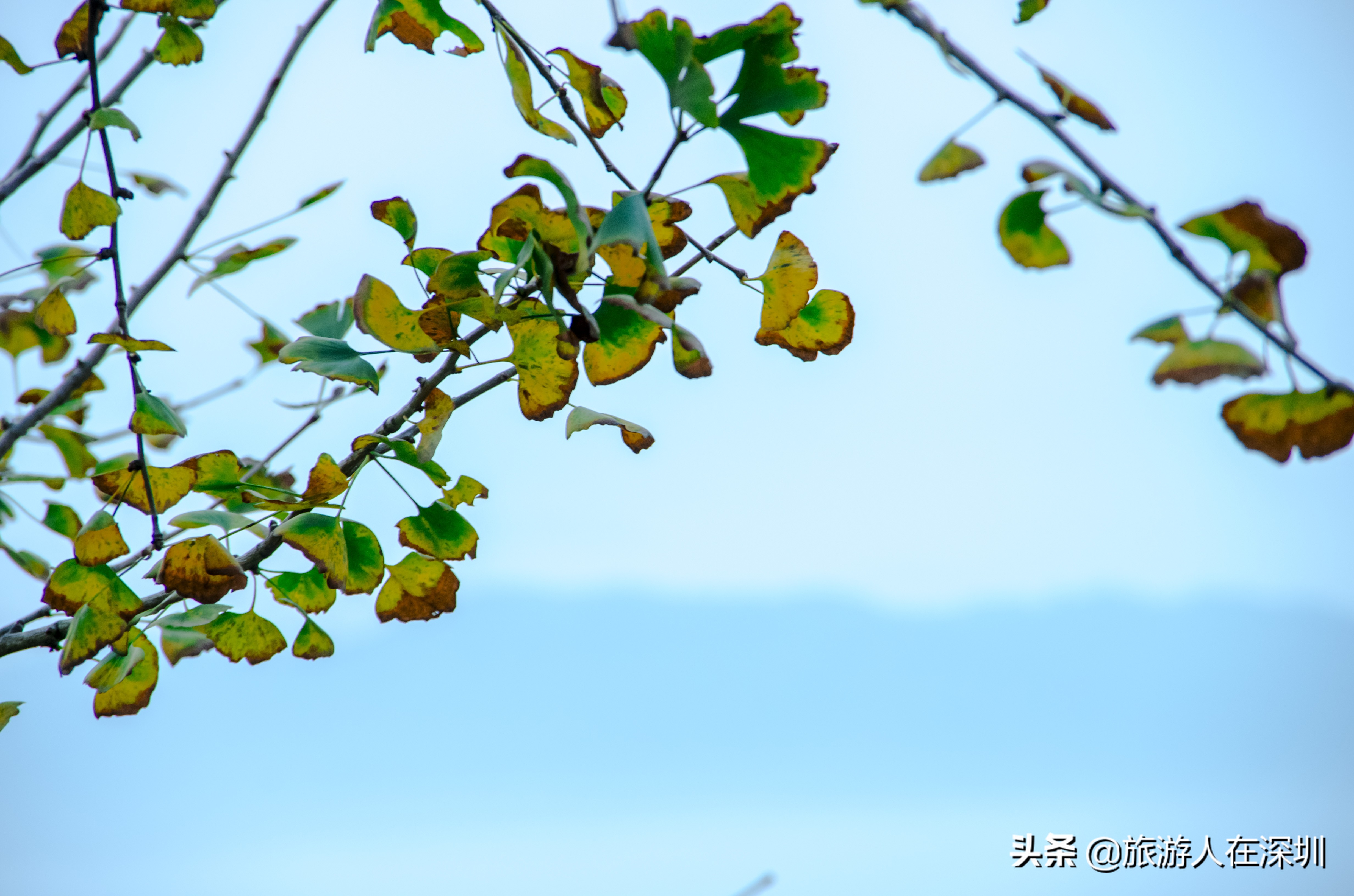 南雄看银杏一日游,去南雄看银杏叶哪里好看点