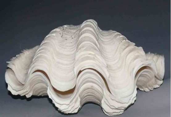 砗磲纯白,砗磲外观