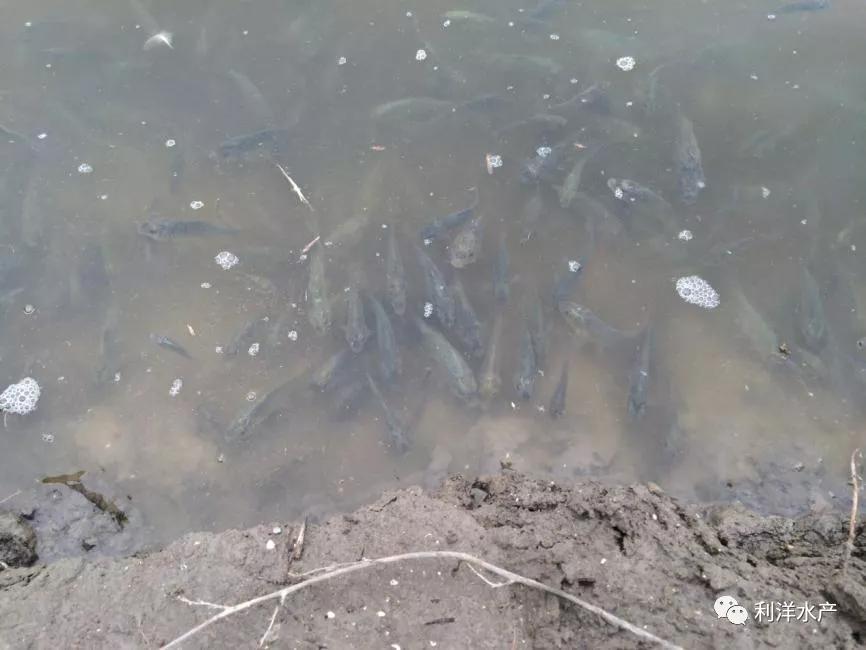 金藻如何处理,三毛金藻鱼中毒的表现