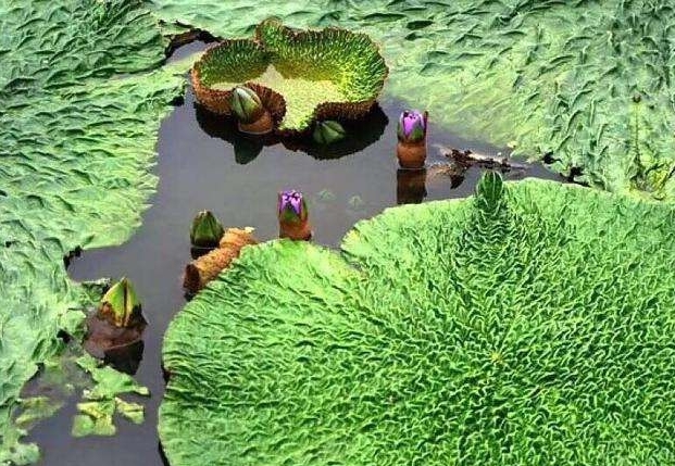 补脾中药芡实的功效与作用,芡实怎么吃补肾补脾