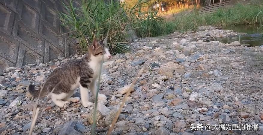 猫妈妈教小猫爬,猫妈妈教猫