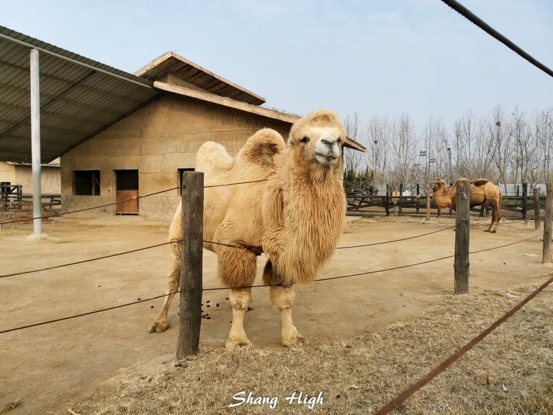 和平公园动物岛还有吗,和平公园可以喂动物吗