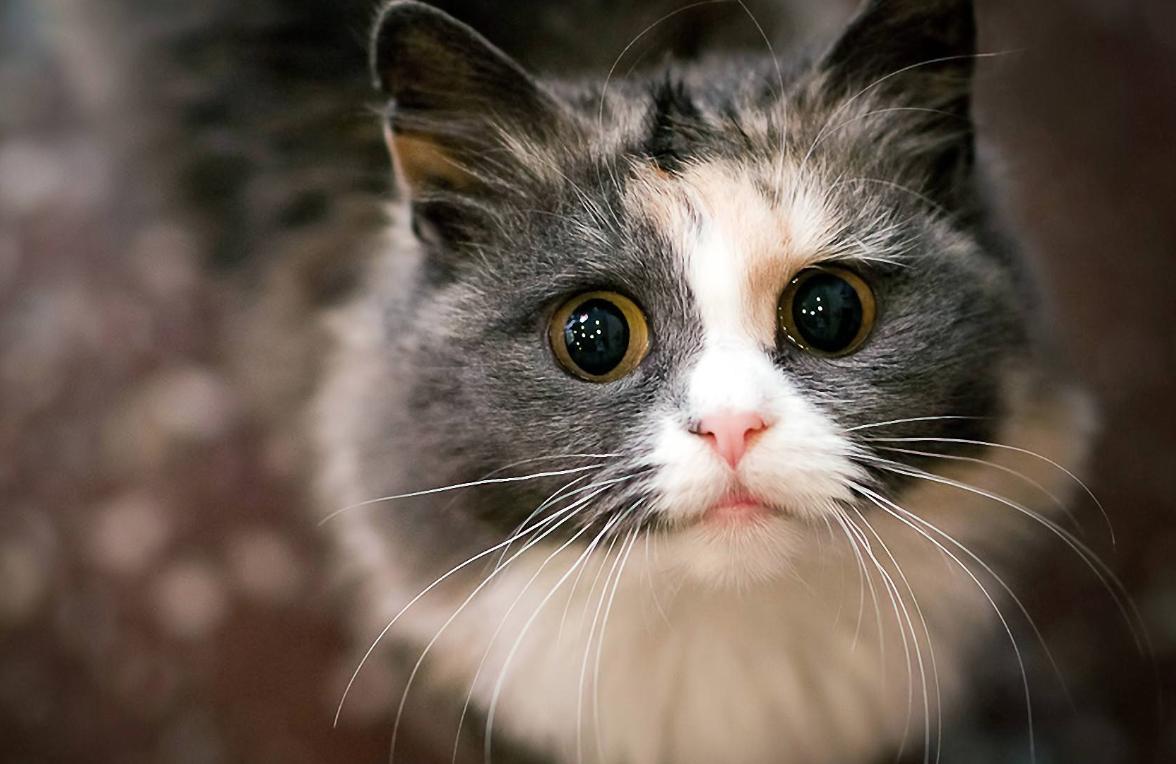 纠正猫咪坏脾气的九个实用办法,猫咪闹春如何帮助猫咪缓解