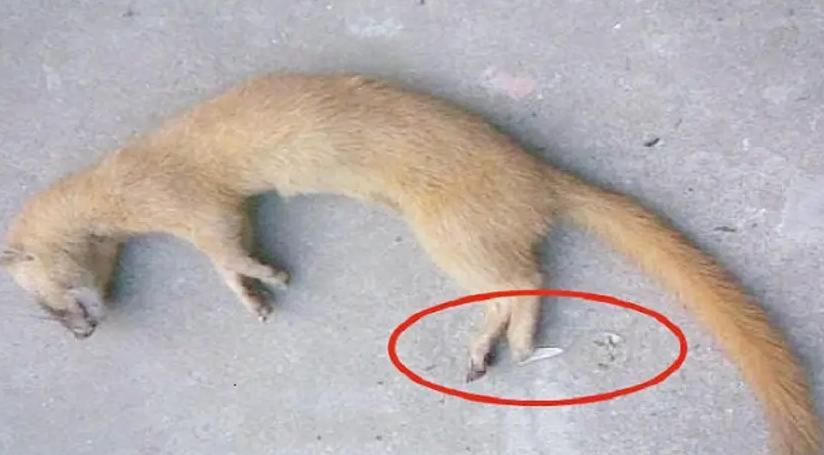 黄鼠狼为什么不能杀科学证实,黄鼠狼不能杀的真实原因