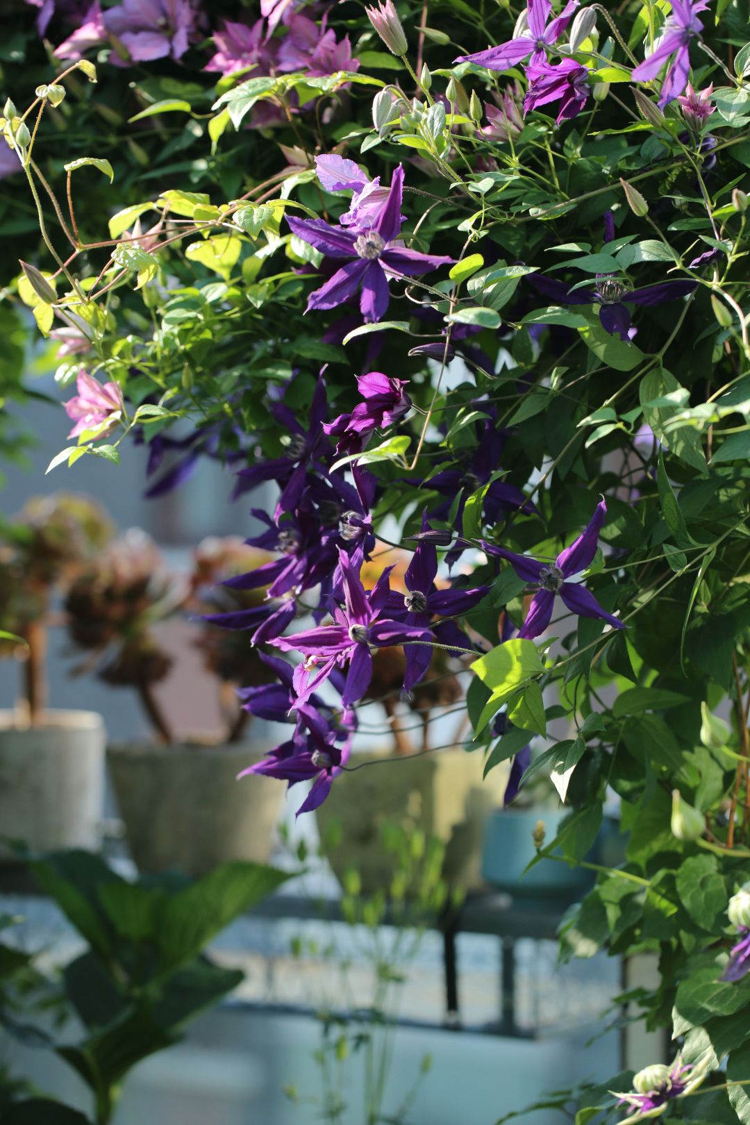 一棵就能爬满墙?这波操作服了