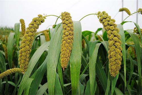 五谷杂粮汁是哪五谷,五谷杂粮指的是哪五谷读音是什么