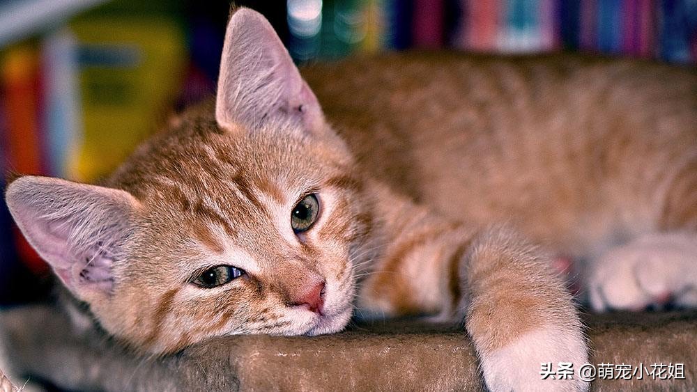 铲屎官第一次见猫咪要注意什么,猫咪的铲屎官注意事项