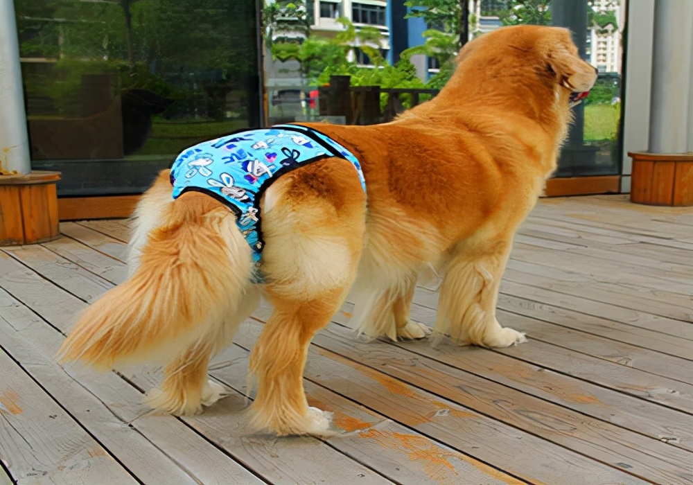 狗大姨妈要多久,狗大姨妈来几天结束