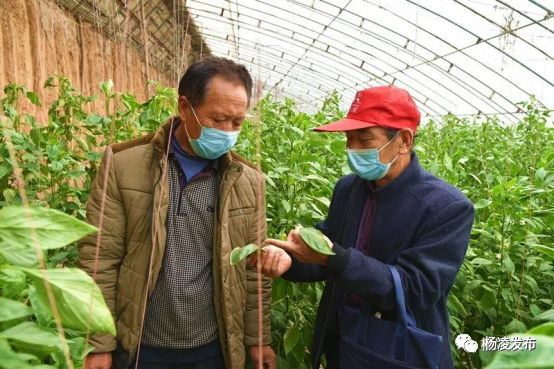 杨凌恢复正常出行,杨凌复工的最新通告