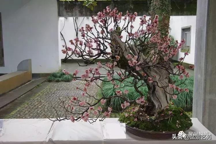 姊呰姳鐩嗘櫙浠锋牸,榫欐父姊呰姳鐩嗘櫙